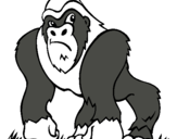 Dibuix Goril·la pintat per imanol