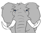 Dibuix Elefant africà pintat per amalia