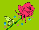 Dibuix Rosa pintat per ARNAU