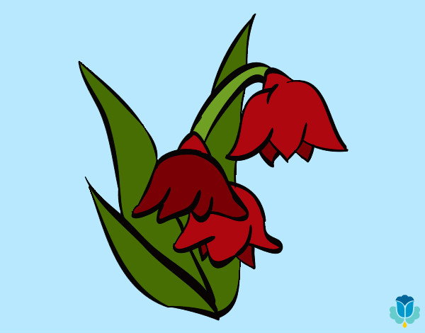 Flor de Brugmansia