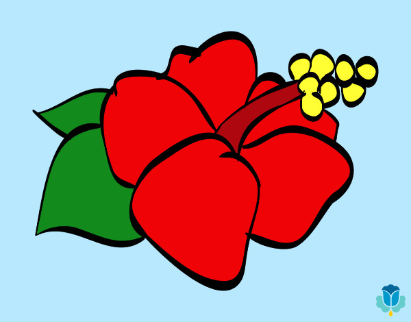Dibuix Flor de lagunaria pintat per thate