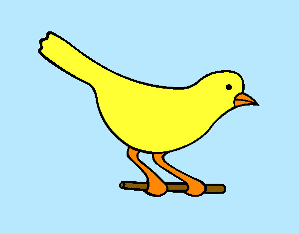 Ócell 4