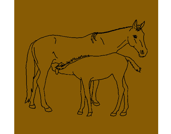 Cavalls