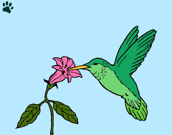 Dibuix Colibrí i una flor  pintat per Meritxell3