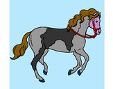 Dibuix Cavall 5 pintat per Juditr