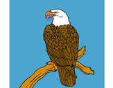 Dibuix Àguila en una branca  pintat per marcipere