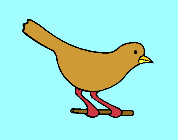 Ócell 4