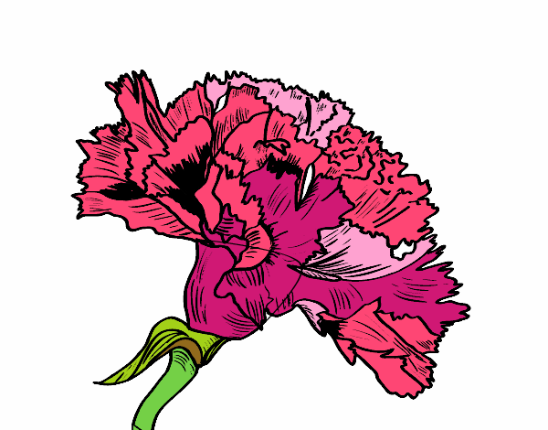 Flor de clavell