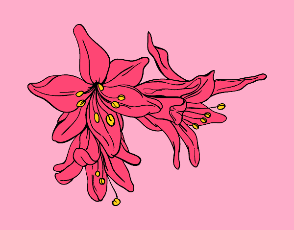 Flors de lilium