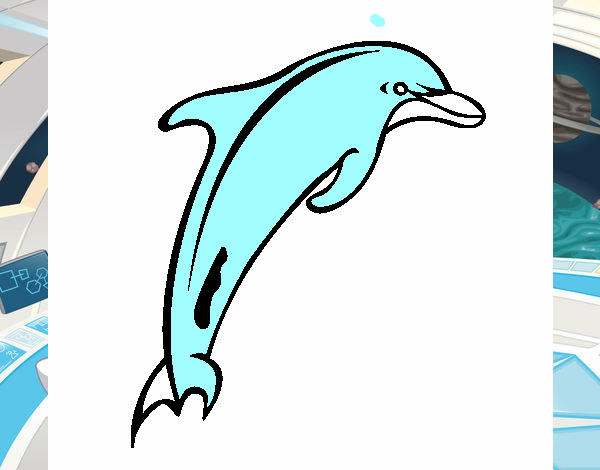 Dofí adult