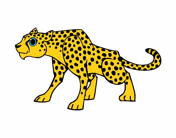 Un guepard