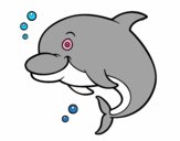 Dofí de l'Amazones