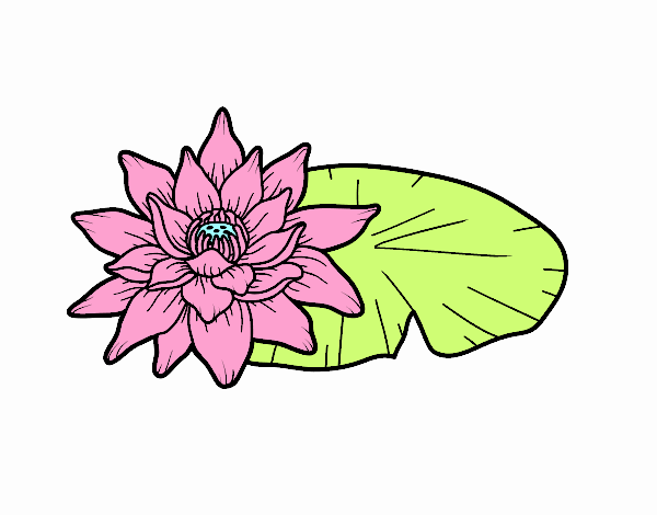 Una flor de lotus