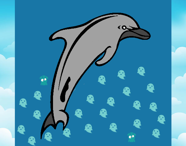 Dofí adult