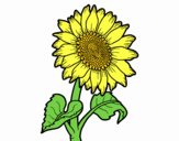 Dibuix Flor de gira-sol pintat per MARIAJUAN