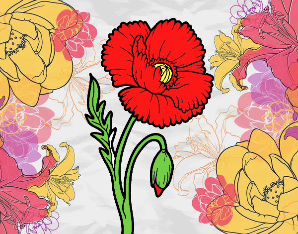 Dibuix Una flor de rosella pintat per MARIAJUAN