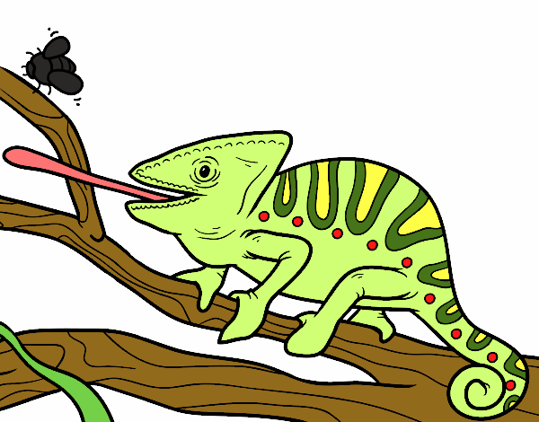 Un camaleó amb la llengua fora