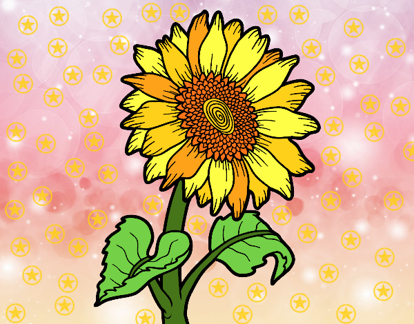 Flor de gira-sol