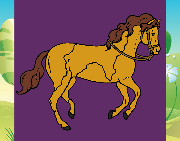 Cavall 5