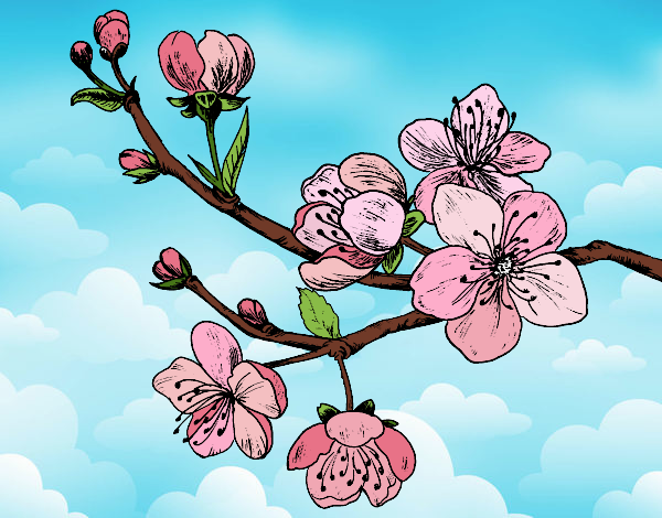 Silvia flor de cerezo