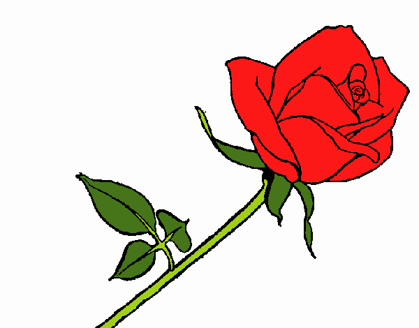 Rosa per Sant Jordi