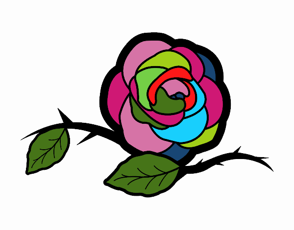 rosa de colors