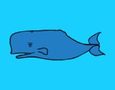 Balena blava