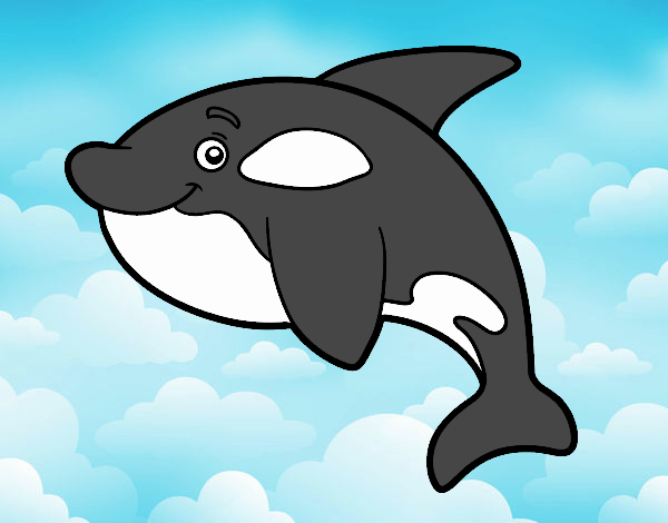 Orca jove