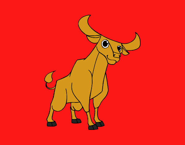 Toro salvatge 1