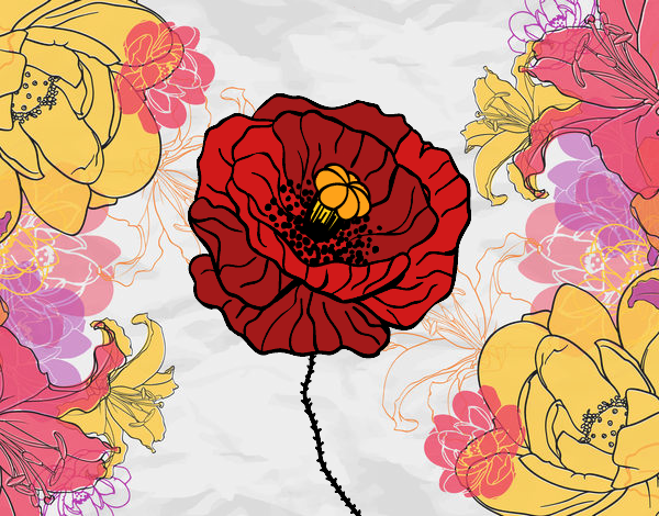 Flor de rosella