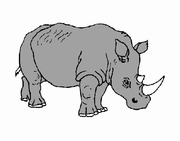 Rinoceront 3