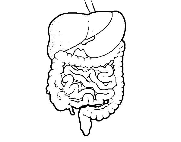 Dibuix de Aparell digestiu per Pintar on-line