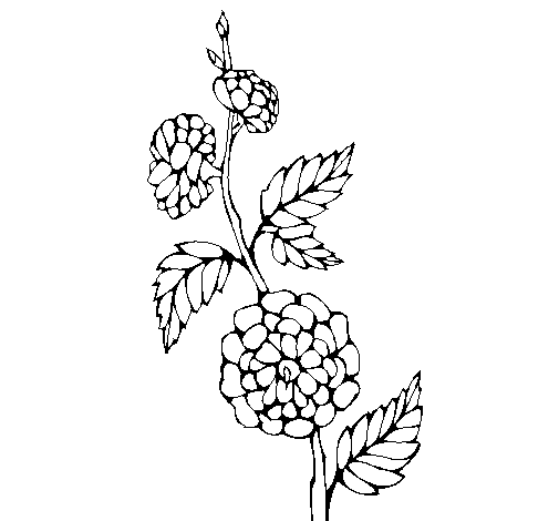 Dibuix de Branca amb flors per Pintar on-line