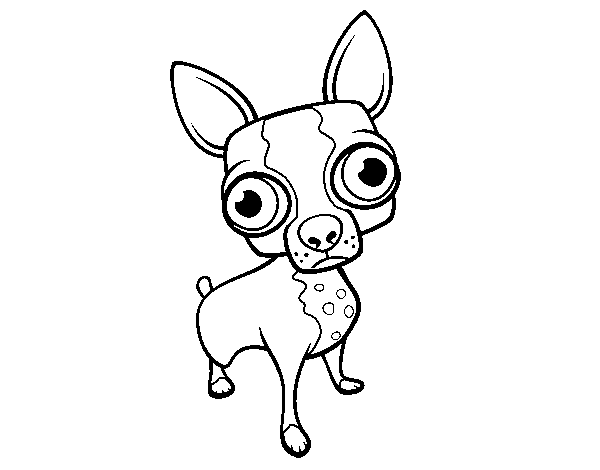 Dibuix de Chihuahua per Pintar on-line