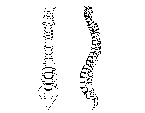 Dibuix de Columna vertebral per Pintar on-line
