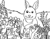 Dibuix de Conill en el camp per pintar
