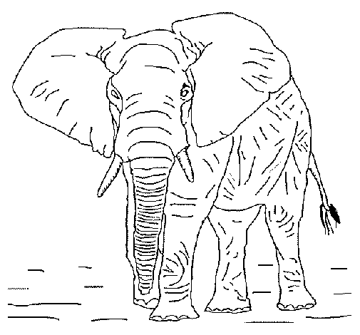 Dibuix de Elefant 1 per Pintar on-line
