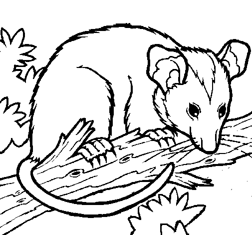 Dibuix de Esquirol possum per Pintar on-line