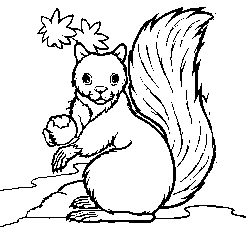Dibuix de Esquirol per Pintar on-line