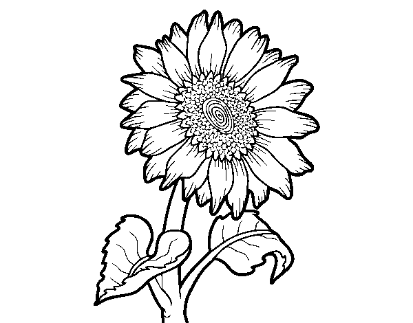 Dibuix de Flor de gira-sol per Pintar on-line