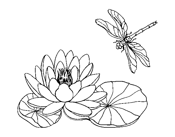Dibuix de Flor de lotus per Pintar on-line