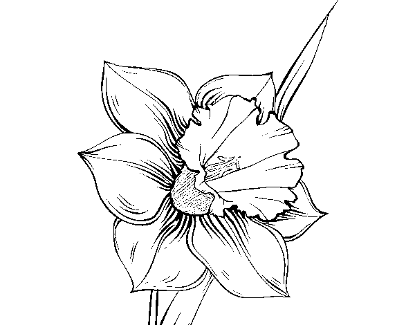 Dibuix de Flor de narcís per Pintar on-line