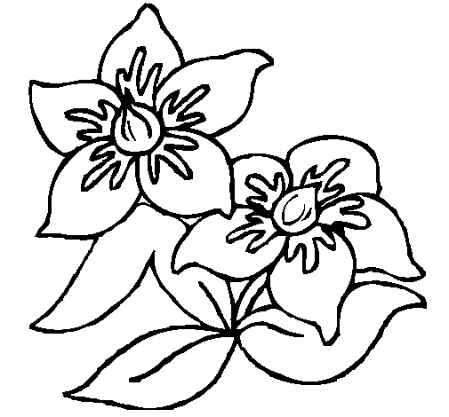 Dibuix de Flors 3 per Pintar on-line