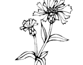 Dibuix de Flors de camp per pintar