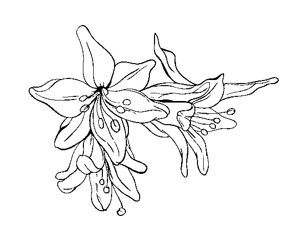 Dibuix de Flors de lilium per Pintar on-line
