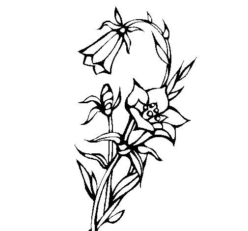 Dibuix de Flors silvestres per Pintar on-line