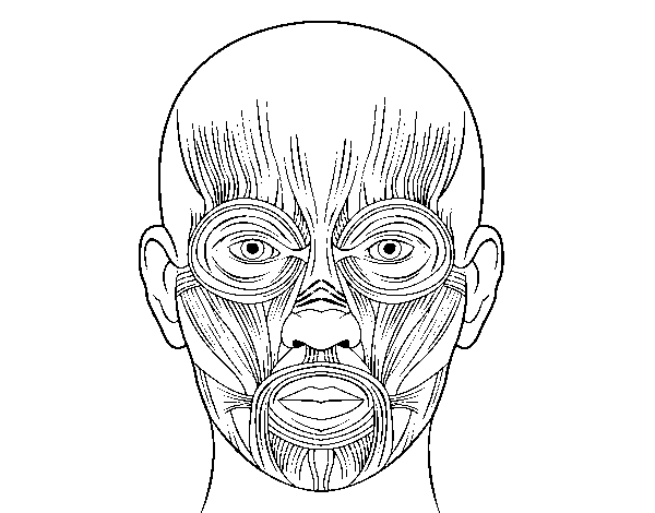 Dibuix de Músculs de la cara per Pintar on-line