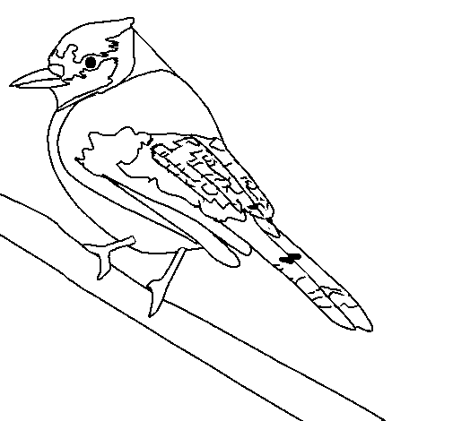 Dibuix de Ocell tropical per Pintar on-line