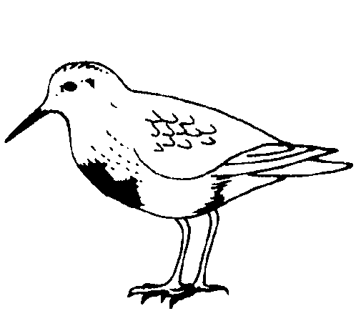 Dibuix de Ocell per Pintar on-line