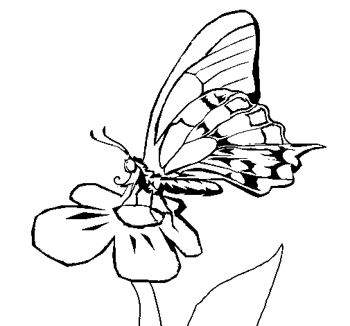Dibuix de Papallona en flor  per Pintar on-line